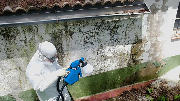 Top rated local Mold Testing specialists in Leesburg, VA